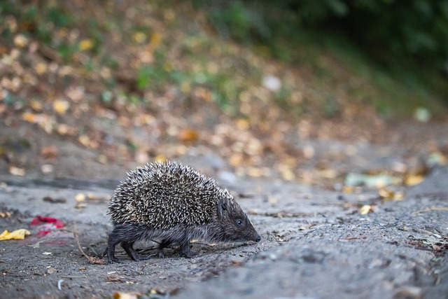 开拓者防守 开拓者防守